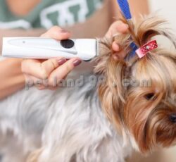 ‎کلاس آموزشی آرایش سگ شرق تهران