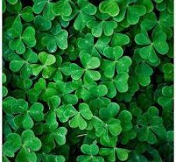 بذر شبدر زینتی | بذر چمن با کیفیت فوق العاده 09197443453