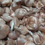 کاشت پیاز زعفران