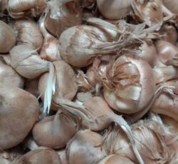 کاشت پیاز زعفران