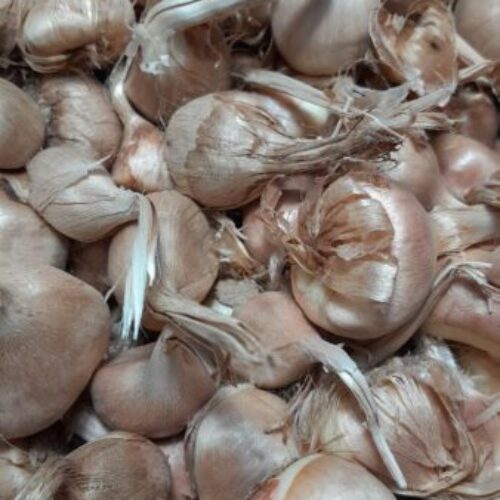 کاشت پیاز زعفران