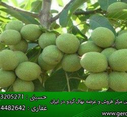 فروش تمامی ارقام نهال گردو(www.gerdo.pro)