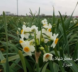 فروش پیاز گل نرگس