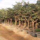 فروش درختان بن بالا از 15 تا 200 ویژه جرایم شهرداری تهران