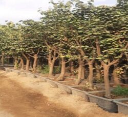 فروش درختان بن بالا از 15 تا 200 ویژه جرایم شهرداری تهران