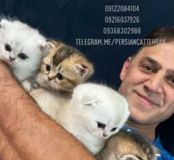 فروش گربه|خرید گربه|پارسیان کت