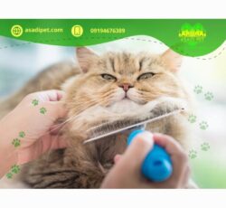 آرایش و شستشوی سگ و گربه