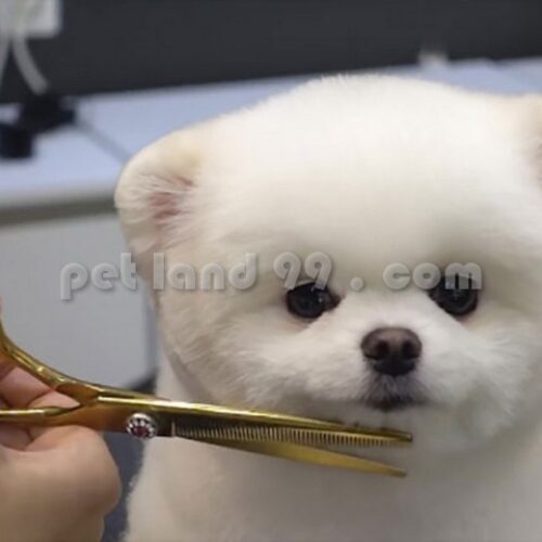 آموزشگاه آرایش سگ کرج