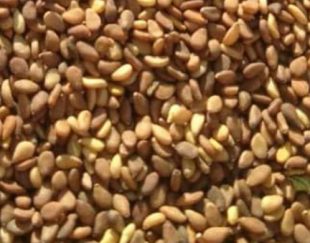 فروش کنجد بوداده مخصوص ارده گیری