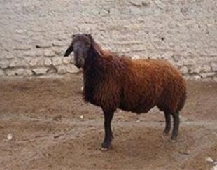 خرید گوسفند برای نذری