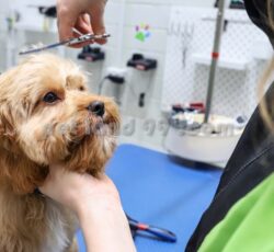 آرایشگر سیار حیوانات خانگی