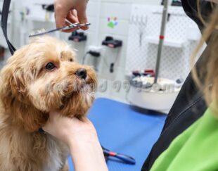 آرایشگر سیار حیوانات خانگی