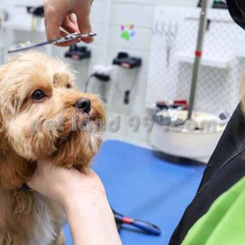 آرایشگر سیار حیوانات خانگی