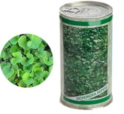 بذر شبدر دایکوندرا ، بذر چمن پر دار 09199762163