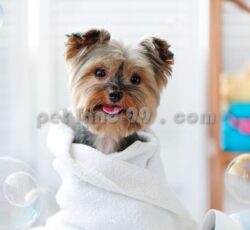 ‏‎قیمت پکیج پت گرومینگ