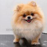 فروش سگ پامر نیاوران قیطریه