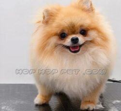 فروش سگ پامر نیاوران قیطریه