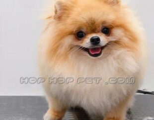 فروش سگ پامر نیاوران قیطریه