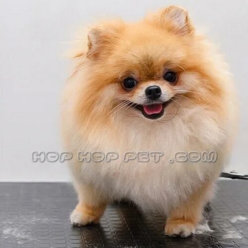 فروش سگ پامر نیاوران قیطریه