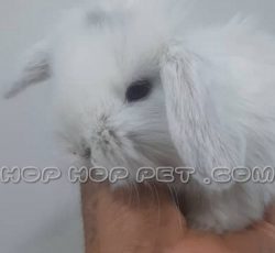 خرگوش مینی لوپ سفید