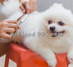 آموزشگاه آرایش سگ کرج