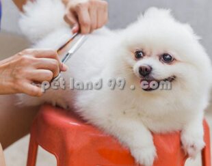 آموزشگاه آرایش سگ کرج