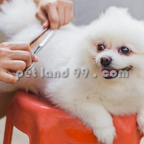 آموزشگاه آرایش سگ کرج