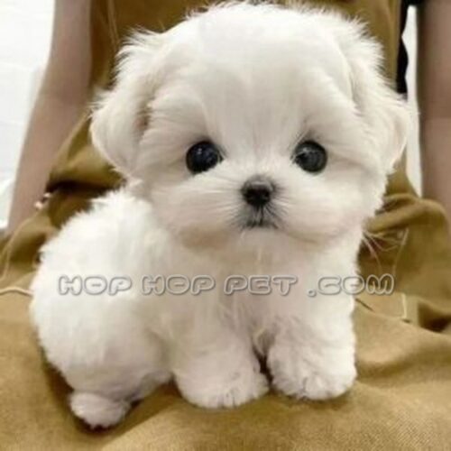 مرکز خرید سگ خانگی