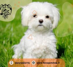 فروش سگ مینیاتوری