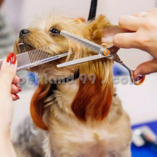 قیمت آموزش آرایش گربه