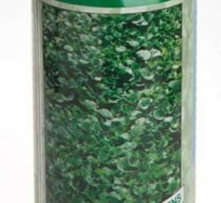 بذر شبدر دایکوندرا ، بذر شبدر گلدانی 09199762163