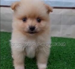 ‏‎فروش بولداگ نگهبانی شمال تهران