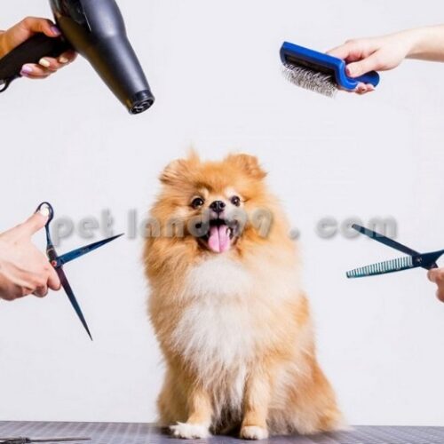 قیمت آموزش آرایش گربه