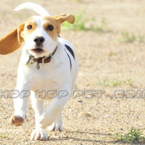 فروش حیوانات خانگی