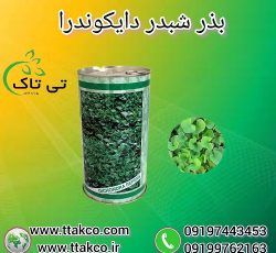 بذر چمن یک کیلویی دایکوندرا ، بذر شبدر دایکوندرا