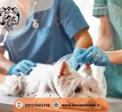 فروش مستقیم حیوانات خانگی