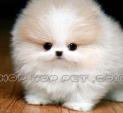 سگ آپارتمانی واکسن خورده