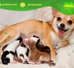 فروش سگ در تهران