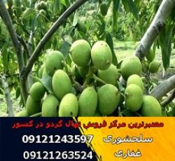 فروش و عرضه انواع نهال گردو (www.118gerdo.com)