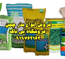 بذرچمن ، بذر چمن هلندی 09199762163