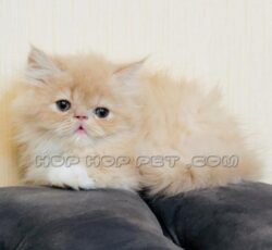 فروش گربه آپارتمانی