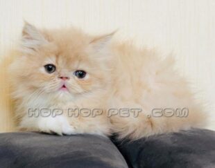 فروش گربه آپارتمانی