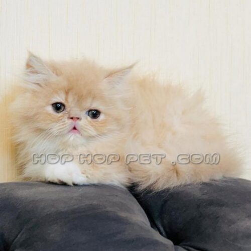 فروش گربه آپارتمانی