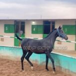 کره اسب عربی