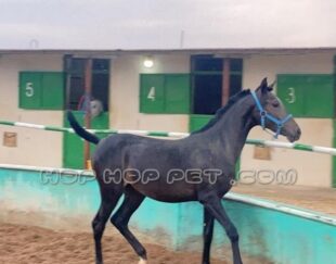 کره اسب عربی