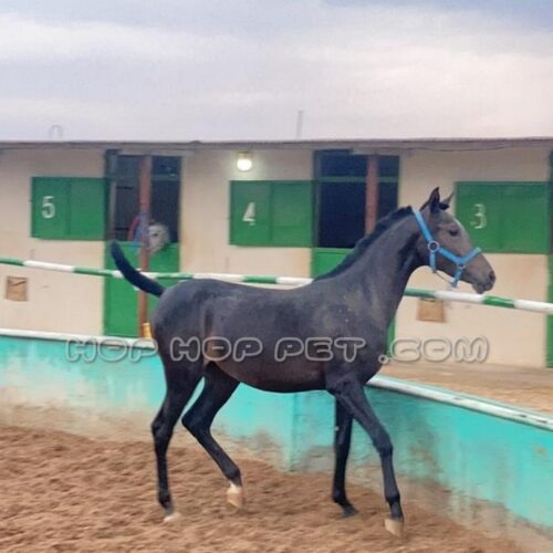 کره اسب عربی