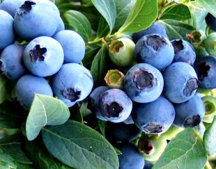 بسترکشت بلوبری بلوپیت Bluepeat