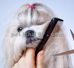 ‎آموزش شستشوی سگ در محل