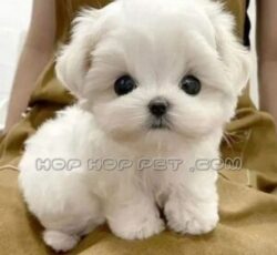 سگ عروسکی ارزان نیاوران