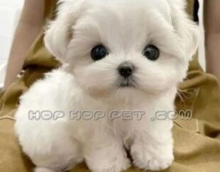 سگ عروسکی ارزان نیاوران